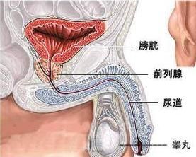 睪丸性不育症