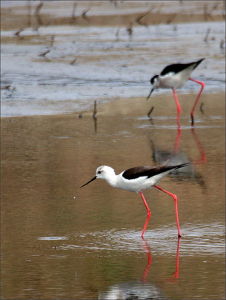 衡水湖濕地鳥類