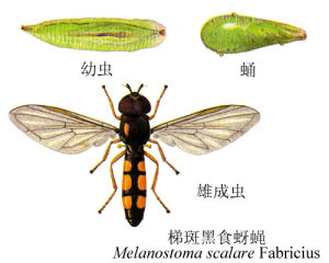 梯斑黑食蚜蠅
