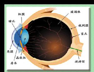 眼睛構造
