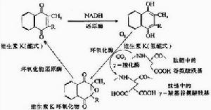 琥珀氯黴素