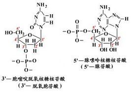 糖苷鍵