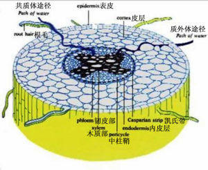 壓流模型