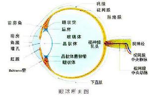 眼球突出