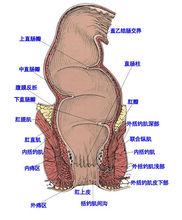 肛門直腸淋病