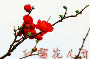 紅莓花兒開[俄羅斯歌曲]