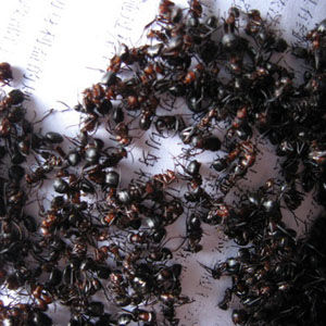 擬黑多刺螞蟻