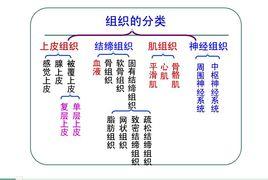 人體四大組織