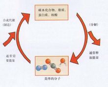 新陳代謝