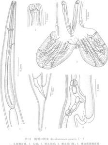 單齒裂口線蟲