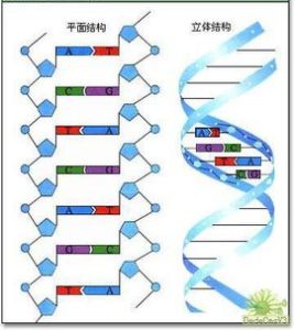 DNA分子