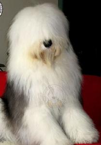 Old English Sheepdog