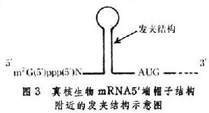 信使核糖核酸