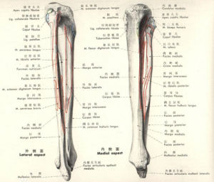脛骨