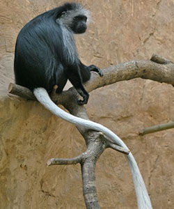  西非黑白疣猴