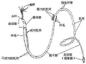 須腕動物