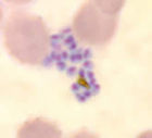 Plasmodium Falciparum的裂殖子