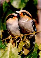 Silver-breasted broadbill