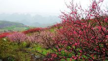 大嶺山萬畝桃花園