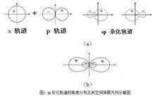 sp雜化軌道角度分布及其空間伸展方向示意圖