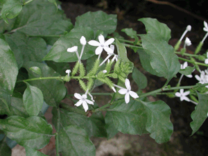 白花丹酸