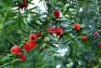 東北紅豆杉