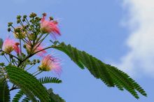 合歡果枝花葉圖冊