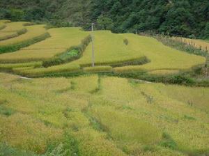 黑娃底村農田