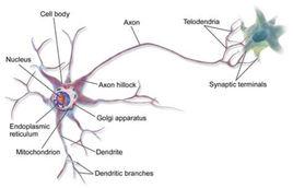 神經元[生物細胞]