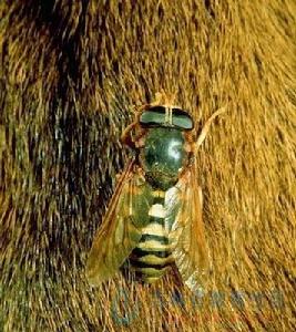 馬蠅效應（Horse Flies effect）