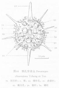 線描圖:領孔穿盾蟲