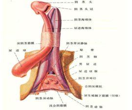 男性生殖器