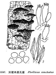 圖 1047 貝狀木層孔菌 : 1. 子實體， 2. 孢子， 3. 剛毛， 4. 擔子