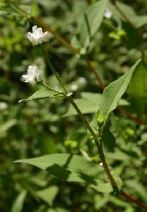 小花異裂菊