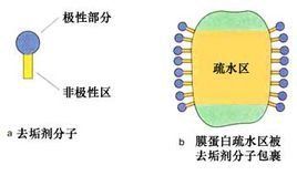 疏水作用