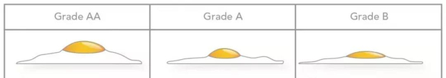 根據美國農業部的標準，A級的蛋，打開後從側面看比較堅挺。