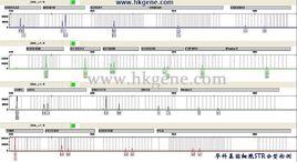 細胞STR分型