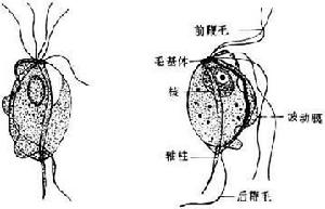 口腔毛滴蟲