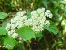 莢蒾[川續斷目五福花科植物]