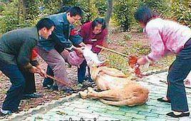 10·14深圳野生動物園老虎傷人案