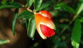 植物活性翻譯機 植物活性翻譯機