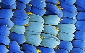 藍色的蝴蝶翅膀鱗片