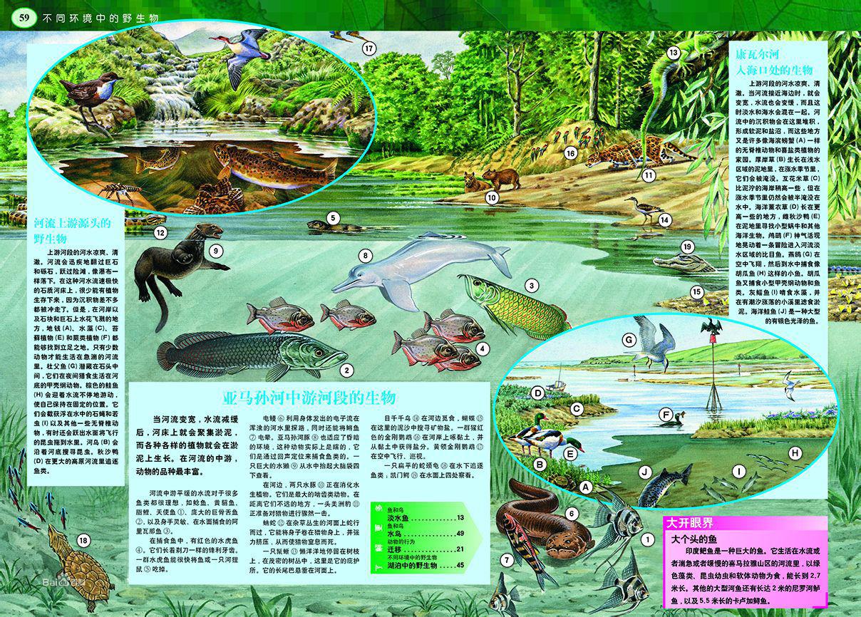 《發現之旅·不同環境中的野生物》內文