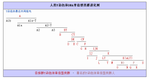  Ydna evolutionary tree