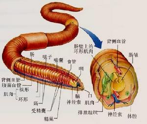 蚯蚓結構圖