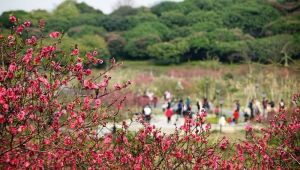 東莞松山湖花海