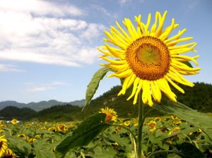 太陽花