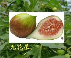 Common fig