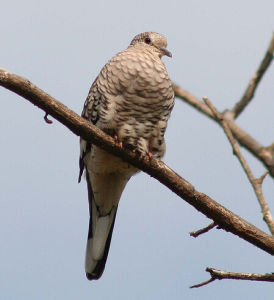 鱗斑鳩