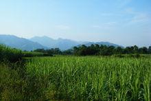 泉水妙村